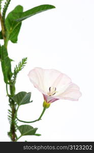 beautiful flowers on white background