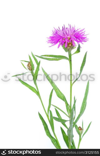 beautiful flowers on white background