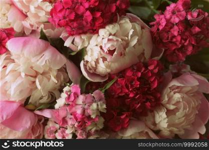 Beautiful flowers, peonies. Bouquet of pink peony background. Beautiful summer flowers. Bouquet of pink peony and William background.
