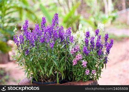 Beautiful flowers purple pink white in pot, Colorful Angelonia flowers in the nature flower garden, summer snapdragon
