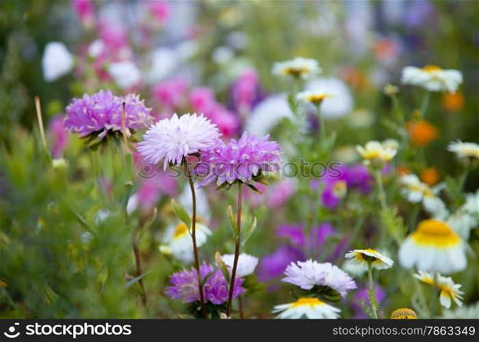 Beautiful flowers, selective focus on purple flower. Shallow depth of field