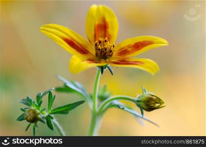 Beautiful flowers with red star bidens flower ,close up
