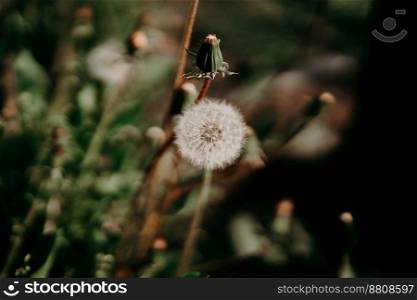 Beautiful fluffy dandelion flower blowball with seeds, spores in garden. High quality photo. Beautiful fluffy dandelion flower blowball with seeds, spores in garden.