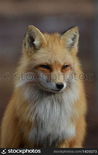 Beautiful fluffy face of a red fox.