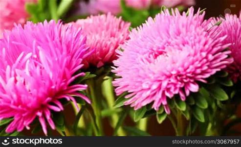 beautiful fluffy pink chrysanthemum spin on its axis closeup