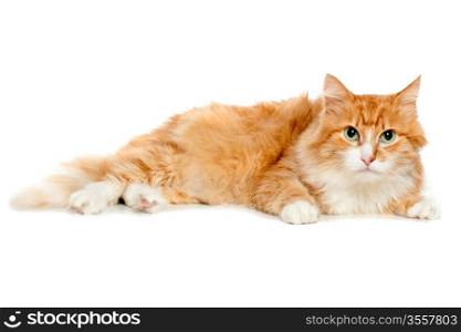 Beautiful fluffy red cat. Isolated on white