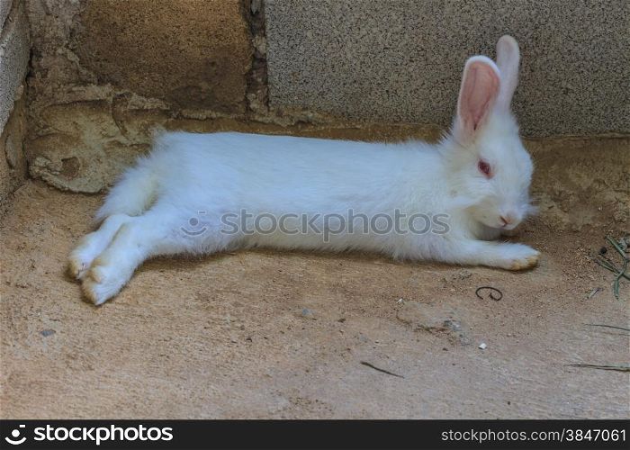 Beautiful fluffy white rabbit sleep at home