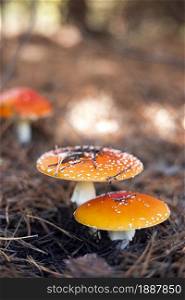beautiful fly agarics in the forest