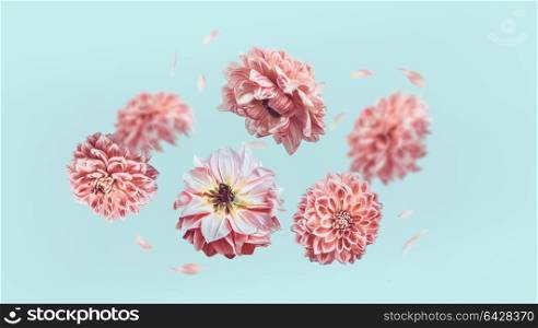 Beautiful flying pastel pink flowers and petals at light blue background, creative floral layout, horizontal