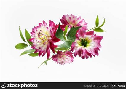 Beautiful flying pink Dahlia flowers composition at white background. Levitation summer flower. Front view.