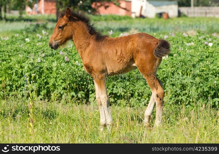 Beautiful foal on a meadow