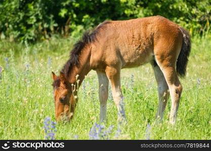 Beautiful foal on a meadow