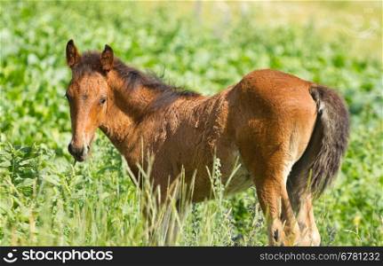 Beautiful foal on the green grass
