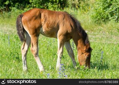 Beautiful foal pasture on a meadow