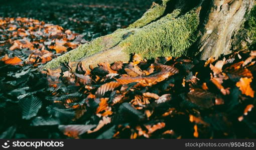 beautiful foggy forest in autumn