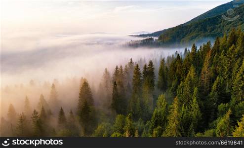 Beautiful foggy sunrise in mountains. Sea of fog behind top of the hill. Fir forest in clouds of mist. Carpathian mountains, Ukraine.