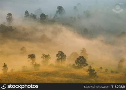 Beautiful foggy sunrise mist covered mountain forest landscape top view / Mountain ranges with tree at countryside