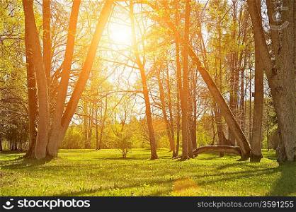 Beautiful forest at a sunny day