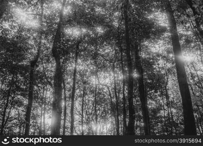 Beautiful forest black and white