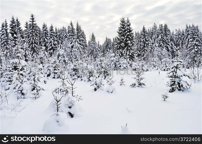 Beautiful forest glade with fir trees under snow in winter, Russia