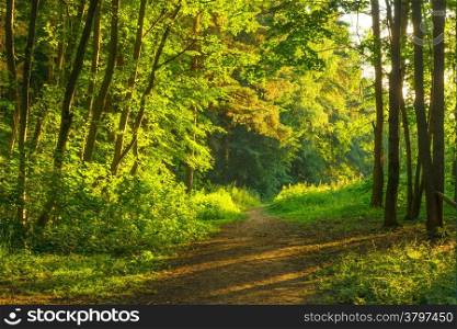 beautiful forest illuminated by the morning sun