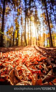 Beautiful forest in autumn, bright sunny day with colorful leaves on the floor