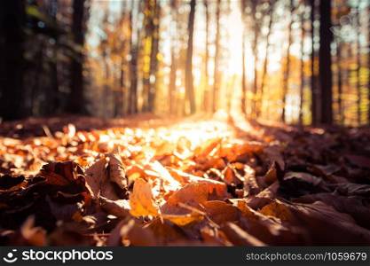 Beautiful forest in autumn, bright sunny day with colorful leaves on the floor