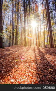 Beautiful forest in autumn, bright sunny day with colorful leaves on the floor