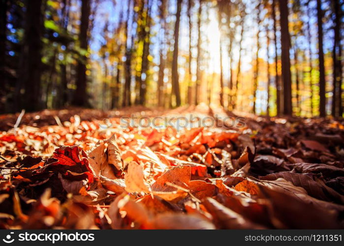 Beautiful forest in autumn, bright sunny day with colorful leaves on the floor