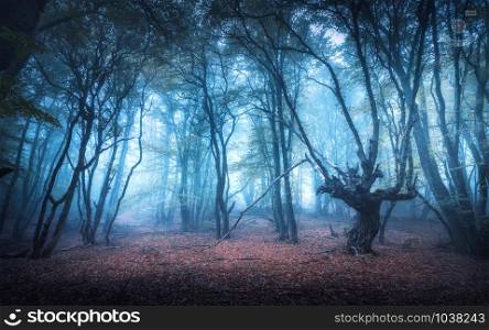 Beautiful forest in blue fog at dusk in autumn. Colorful landscape with enchanted trees with orange and red leaves. Scenery with path in dreamy foggy forest in fall. Autumn colors in october. Nature
