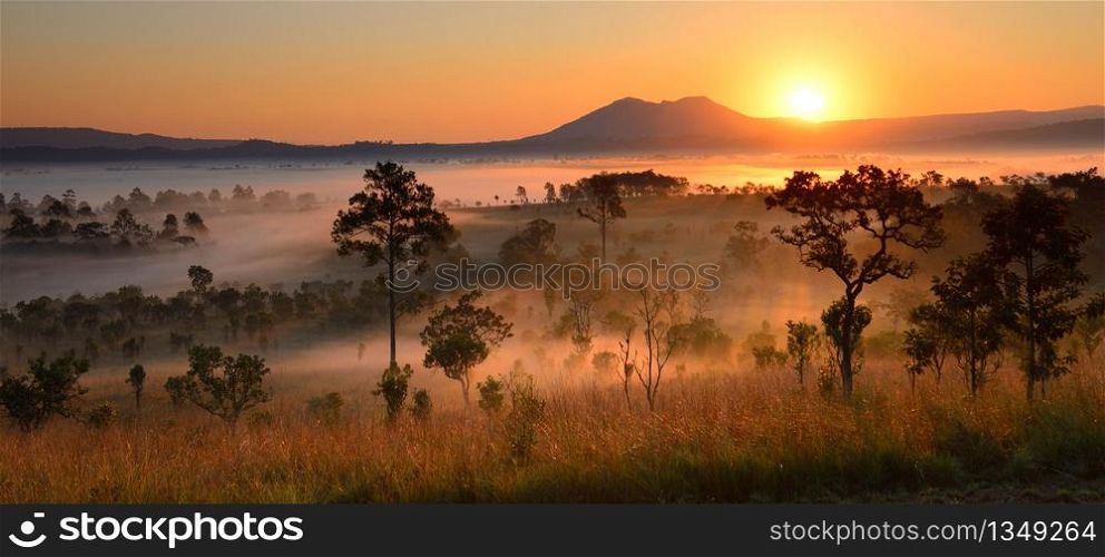Beautiful forest in spring with bright sun through the trees in the mountain. Beautiful forest in misty in the mountain. The landscape of the forest in misty in the morning. Scene of forest in weather spring.