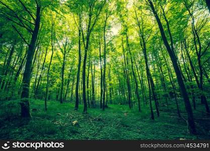 Beautiful forest in the spring with green trees
