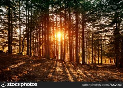 Beautiful forest landscape, bright sunlight makes its way through the trunks of pines, amazing sunset, beauty of wild nature