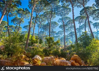 Beautiful forest landscape, good spring sunny day, fresh green pine trees in the stony mountains, natural background, beauty of wild nature