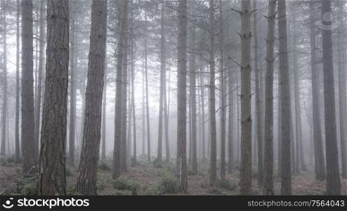Beautiful forest landscape image of pine tree forest with deep fog through trees into distance