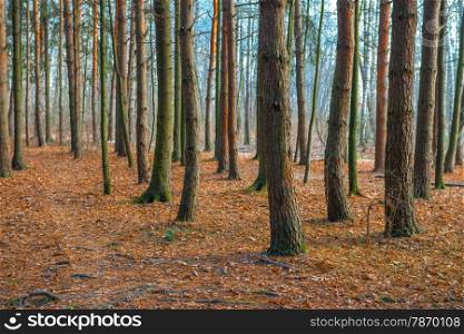 beautiful forest landscape in late autumn