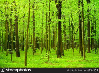 beautiful forest landscape in the morning