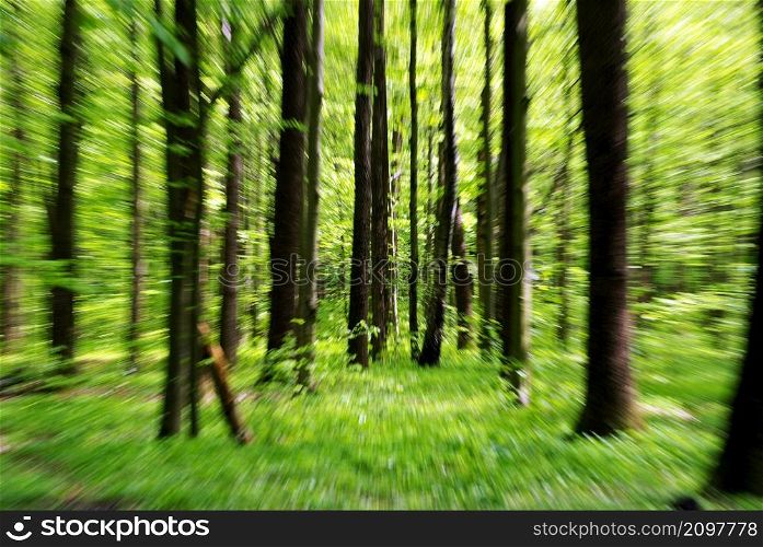 beautiful forest landscape in the morning