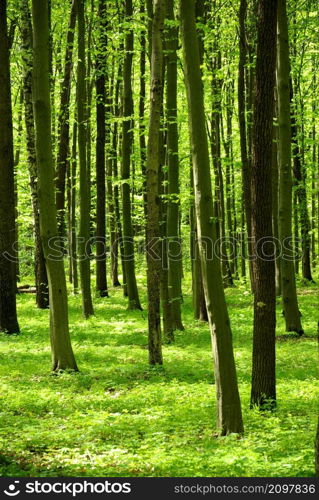 beautiful forest landscape in the morning