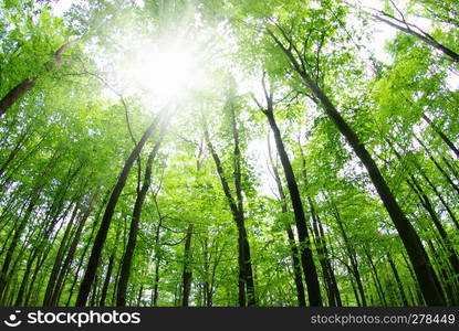 beautiful forest landscape in the morning