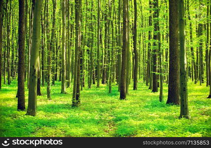 beautiful forest landscape in the morning