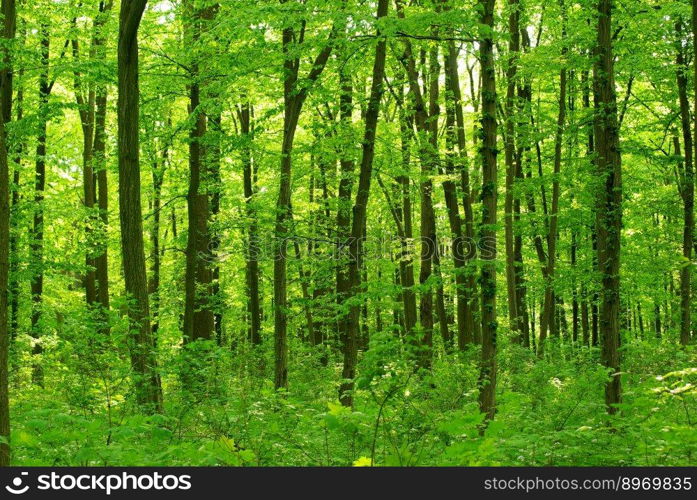 beautiful forest landscape in the morning