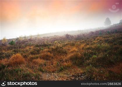Beautiful forest landscape of foggy misty forest in Autumn Fall