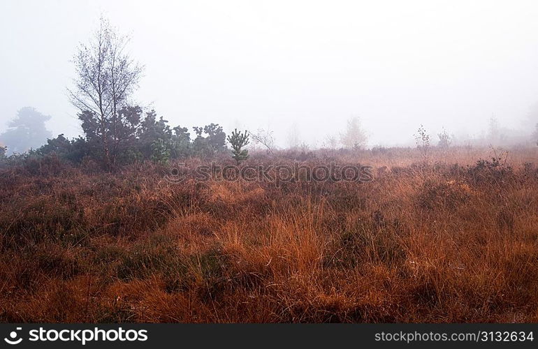 Beautiful forest landscape of foggy misty forest in Autumn Fall