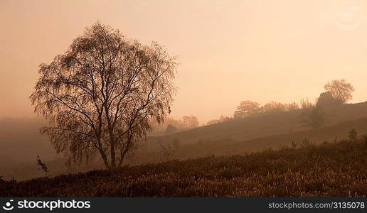 Beautiful forest landscape of foggy misty forest in Autumn Fall