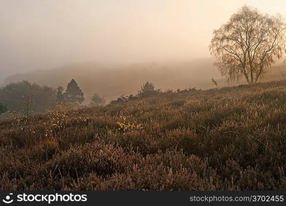 Beautiful forest landscape of foggy misty forest in Autumn Fall