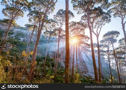 Beautiful forest landscape, sun beams break through majestic pine trees trunks, amazing wild nature, wonderful tranquil view