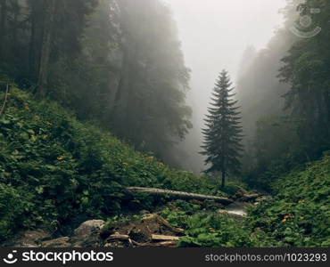 Beautiful forest of Caucasus mountains in fog. Russia