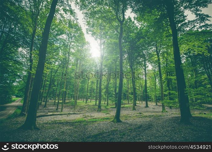 Beautiful forest scenery with tall green trees in the spring
