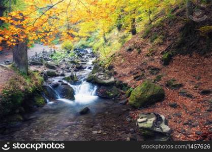 Beautiful forest with creek in a golden autumn nature. Beauty world of fall colors landscape